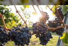 UE apoyará el sector del vino tras caída de la demanda por COVID-19